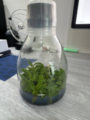 Cattleya amethystoglossa coerulea x sib (Flask - Conical, ex Taiwan)