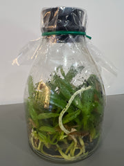 Cattleya lueddemanniana f. rubra (BV Pincelada-Rubra x Sarita-Yamileth) (Species Flask - Conical) ex Taiwan