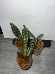 Phalaenopsis schilleriana (Mottled Species)