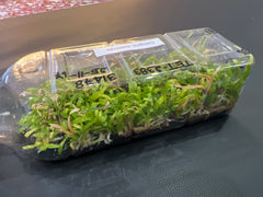 Coelogyne marmorata (Species Flask - Plastic Bottle) ex Thailand