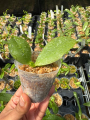 Phal. (Yungho Princess Gelb x Hannover Passion) 'Sandalwood‘ (Mericlone)