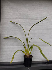 Cym Kimberley Splash 'Tee Pee'