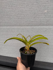 Aerides Rosea (Species, In Spike)