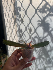 Phal. Sexy Venus 'Leopard' MC (Mottled Leaved)