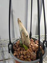 Fdk. After Dark S.V.O. Black Pearl (RARE VARIETY)