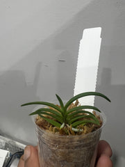 Neofinetia falcata (Kishuryokufu 紀州緑風 x Hisui 翡翠)