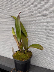 Rlc. Greenwich 'Elmhurst' (LIP FULL RED)