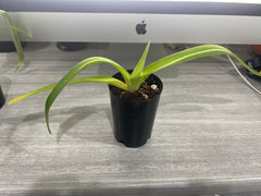 Paphiopedilum philippinense ('Miles High' x 'Hidemi')