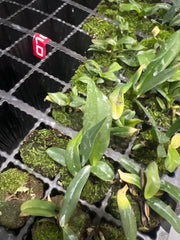 Cattleya rex (EXTREMELY RARE SPECIES)