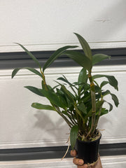 Dendrobium griffithianum (Species)