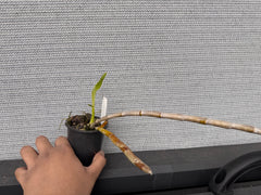 Dendrobium crystallinum