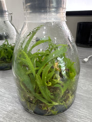 Cattleya lueddemanniana var. concolor (Flask - Conical, ex Taiwan)