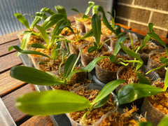 Phalaenopsis violacea f. coerulea (Fragrant Species)