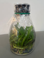 Cattleya lueddemanniana (flamea 吻痕 x (Ken + Frances)) (Species Flask - Conical) ex Taiwan