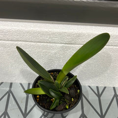 Cattleya maxima x sib (coerulea 'Hector' x alba '#12')