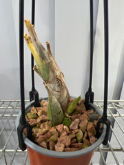 Fdk. After Dark S.V.O. Black Pearl (RARE VARIETY)