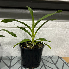 Angraecum calceolus (SPECIES)