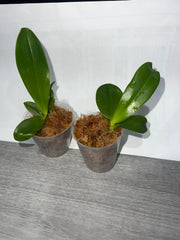 Phalaenopsis Joy Spring Canary 'Gold' (Mericlone)