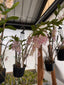 Dendrobium Amethystoglossum (Fragrant Species, Flowering)