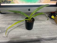 Paphiopedilum Michael Koopowitz (philippinese var. laevigatum 'In Charm' x sanderianum 'Showshan')