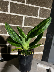 Paphiopedilum Doya Youbeautiful