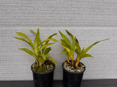 Zygopabstia Dragon Kitten ‘Purr’