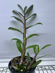 Dendrobium Pulchellum
