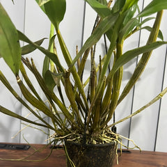 Dendrobium alexandrae × Dendrobium johnsoniae