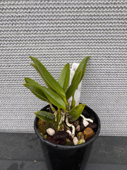 Laelia dayana coerulea (Species)