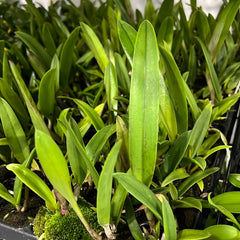 Brassocattleya Rustic Spots