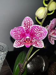 Phalaenopsis Lioulin Wild Cat (In Flower)