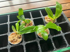 Phalaenopsis amboinensis (MC - Species from Philippines)