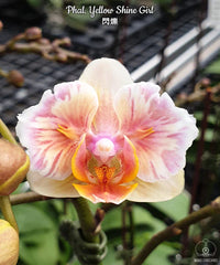 Phal. Yellow Shine Girl (PELORIC)