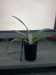 Paph. Hsinying Anita x rothschildianum