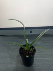 Paphiopedilum Yang-Ji Apple (philippinense × anitum)