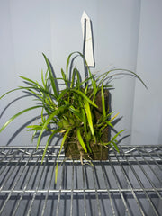 Ornithophora radicans (Species, FS)