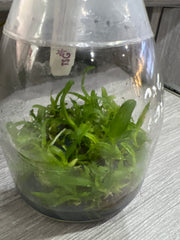 Laelia tenebrosa var alba x self (SPECIES FLASK, ex Taiwan)