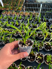 Cymbidium Happy Days 'Green Dragon' (Variegated)