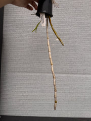 Dendrobium crystallinum