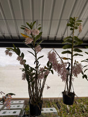 Dendrobium Amethystoglossum (Fragrant Species, Flowering)