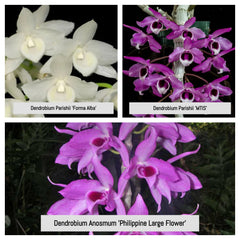 Pair of 2 Dendrobium Species (RARE)