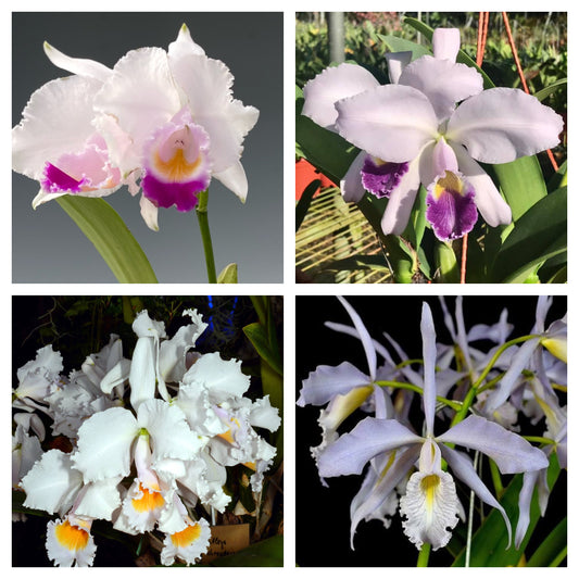 PACK OF 4 CATTLEYA SPECIES