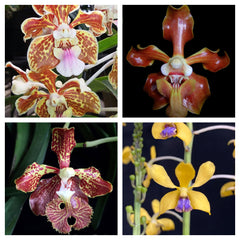 PACK OF 4 VANDA SPECIES (100mm Pots)