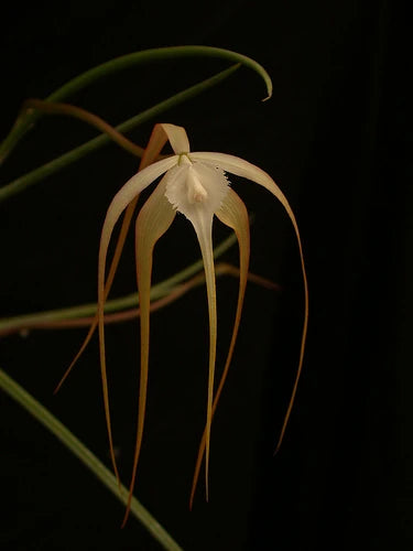 Brassavola cucullata, reddish flowers x sib (Species Flask - Conical) ex Taiwan