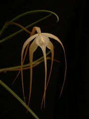 Brassavola cucullata, reddish flowers x sib (Species Flask - Conical) ex Taiwan