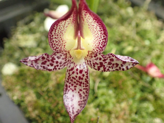 Bulbophyllum macranthum (The Large-Flowered Orchid)