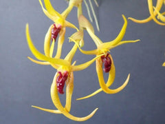 Bulbophyllum recurvilabre