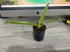 Paphiopedilum Michael Koopowitz (philippinese var. laevigatum 'In Charm' x sanderianum 'Showshan')