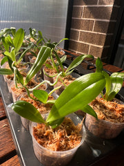 Phalaenopsis violacea f. coerulea (Fragrant Species)