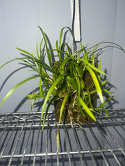 Ornithophora radicans (Species, FS)